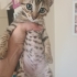 Yavru Tekir Erkek 3 Aylık Yuva Arıyor fotoğraf