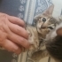 Yavru Tekir Erkek 3 Aylık Yuva Arıyor fotoğraf