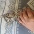 Yavru Tekir Erkek 3 Aylık Yuva Arıyor fotoğraf
