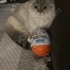 Ücretsiz Scottish Fold Kedi fotoğraf