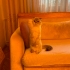Ücretsiz Scottish Fold Kedi fotoğraf
