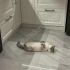 Ücretsiz Scottish Fold Kedi fotoğraf