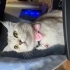 Sakin,sevecen bir kedi fotoğraf