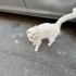 Sokakta bulduğumuz biritish kısır kedi fotoğraf