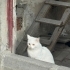 Sokakta bulduğumuz biritish kısır kedi fotoğraf