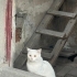 Sokakta bulduğumuz biritish kısır kedi fotoğraf