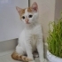 MİNİK ADAM KAJU,AİLESİNİ  ARIYOR fotoğraf