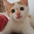 MİNİK ADAM KAJU,AİLESİNİ  ARIYOR fotoğraf