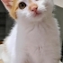 MİNİK ADAM KAJU,AİLESİNİ  ARIYOR fotoğraf