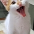 MİNİK ADAM KAJU,AİLESİNİ  ARIYOR fotoğraf