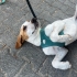 7 Aylık Uysal ve Dost Canlısı Pointer fotoğraf