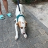 7 Aylık Uysal ve Dost Canlısı Pointer fotoğraf