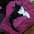 Luky Enerjik oyuncu bir arkadaş fotoğraf