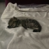 Acil Yuva Arıyoruz – Sevgi Dolu Bir Anne Kedi ve Yavruları fotoğraf