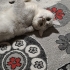Acil Yuva Aranıyor - Bulut (Ankara) fotoğraf