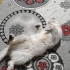 Acil Yuva Aranıyor - Bulut (Ankara) fotoğraf