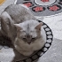 Acil Yuva Aranıyor - Bulut (Ankara) fotoğraf