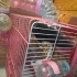 Suriye hamsteri sahiplendirme fotoğraf