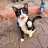 3,5 AYLIK SMOKİN OĞLAN SİTEYE SIĞINMIŞ HEMEN KUCAĞINIZA ATLIYOR BENİ AL DİYE🥹 fotoğraf