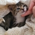 MİNİK TURŞUMUZA YUVA ARIYORUZ fotoğraf