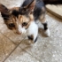 Minik Calico kız sokakta yaşayamaz acil yuva aranıyor fotoğraf