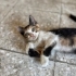 Minik Calico kız sokakta yaşayamaz acil yuva aranıyor fotoğraf