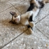Minik Calico kız sokakta yaşayamaz acil yuva aranıyor fotoğraf