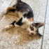 Minik Calico kız sokakta yaşayamaz acil yuva aranıyor fotoğraf