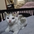 Minik yavru için acil yuva fotoğraf