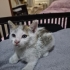Minik yavru için acil yuva fotoğraf