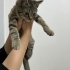 Oyuncu, Sevecen ve Kımıl Kımıl Bir Hanımefendi fotoğraf