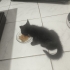 Acil yuva arayan bebek kedi fotoğraf
