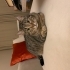 Bu kedi sarılmayı bilir, dışarı çıkmaz. Balkon cam önü sever. fotoğraf