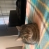 Bu kedi sarılmayı bilir, dışarı çıkmaz. Balkon cam önü sever. fotoğraf