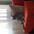 Bu kedi sarılmayı bilir, dışarı çıkmaz. Balkon cam önü sever. fotoğraf
