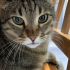 Bu kedi sarılmayı bilir, dışarı çıkmaz. Balkon cam önü sever. fotoğraf