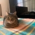 Bu kedi sarılmayı bilir, dışarı çıkmaz. Balkon cam önü sever. fotoğraf