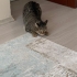 Bu kedi sarılmayı bilir, dışarı çıkmaz. Balkon cam önü sever. fotoğraf