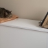 Bu kedi sarılmayı bilir, dışarı çıkmaz. Balkon cam önü sever. fotoğraf