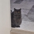 Çok acil yuva arıyor fotoğraf