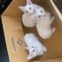 Sahiplendirilmeyi bekleyen 2 yavru dişi kedi fotoğraf