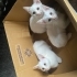 Sahiplendirilmeyi bekleyen 2 yavru dişi kedi fotoğraf