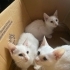 Sahiplendirilmeyi bekleyen 2 yavru dişi kedi fotoğraf