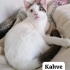 Kahve için çok sevileceği yuva arıyorum. fotoğraf