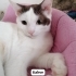 Kahve için çok sevileceği yuva arıyorum. fotoğraf