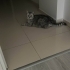 British longhair kedi fotoğraf
