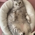 British longhair kedi fotoğraf