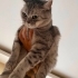 British longhair kedi fotoğraf