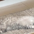 British longhair kedi fotoğraf