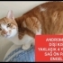 SAG ÖN PATISI ENGELLI ( ANDROMEDA ) fotoğraf